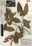 Protium costaricense (Rose) Engl., Guatemala, J. A. Steyermark 38606, F